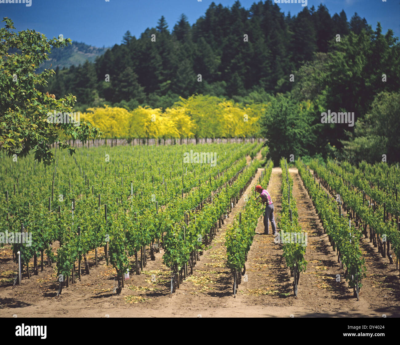 Grape farm at Napa Valley in California, USA Stock Photo Alamy