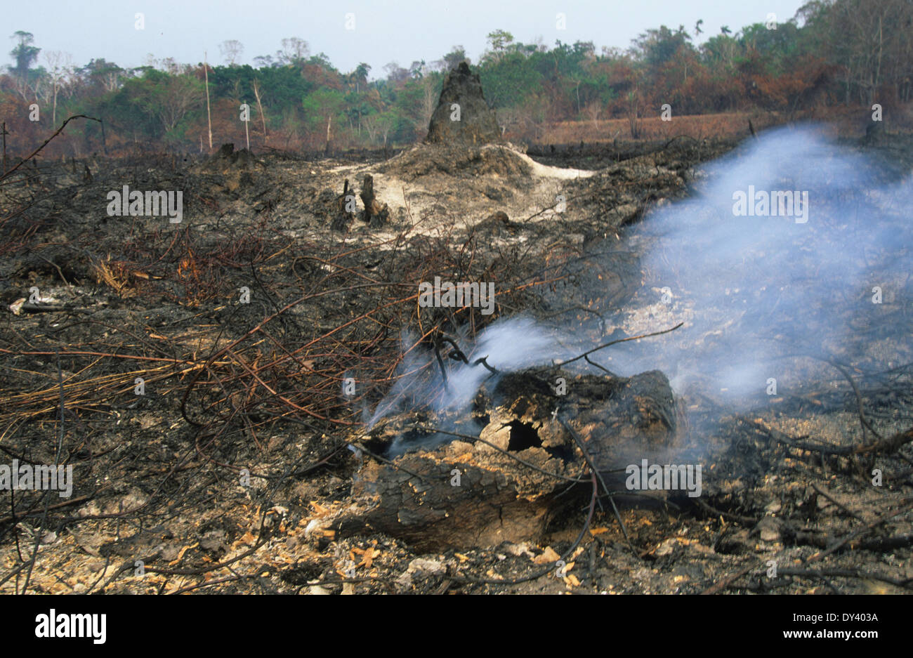 Forest fires in primary rainforest, caused by the dry season and settlers slash and burn