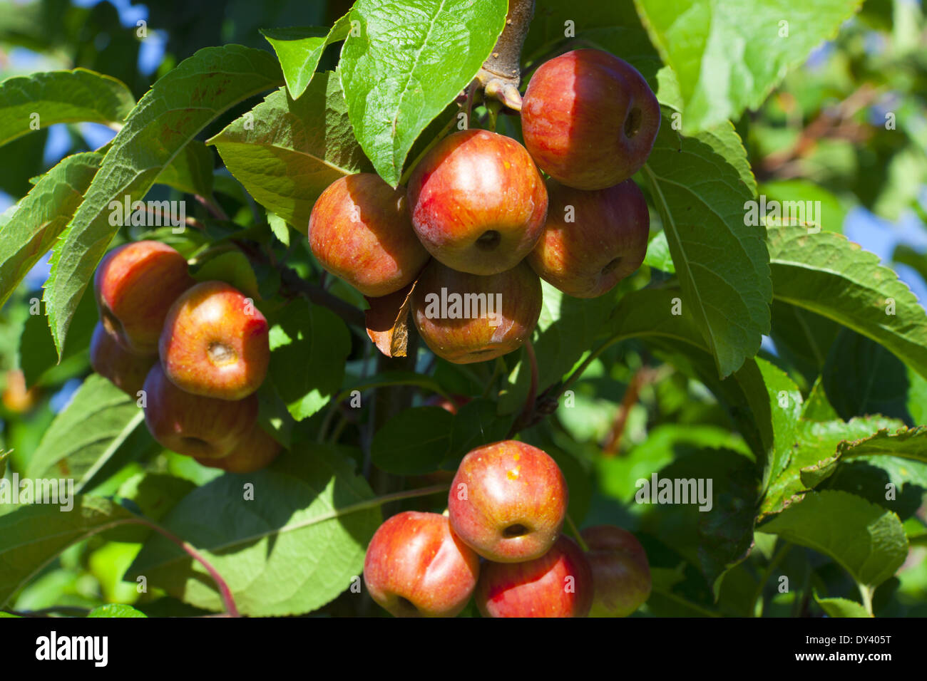 Many ripe crab apples hanging on the tree Stock Photo