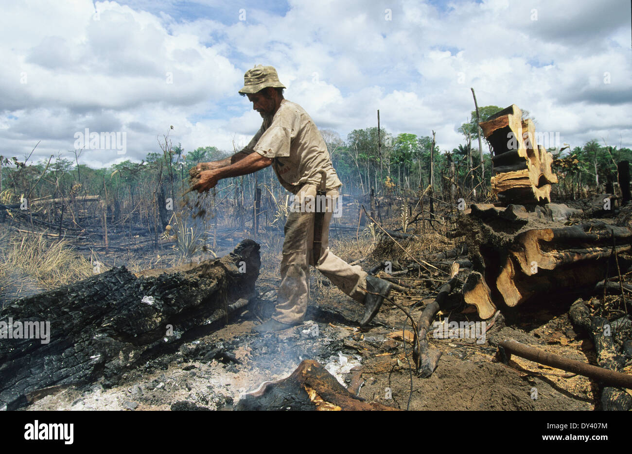 Tropical rainforest, slash and burn cultivation by local settler ...