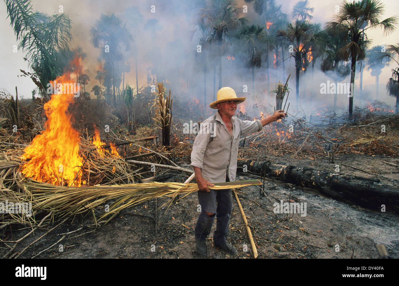 Slash and burn cultivation amazon hi-res stock photography and images -  Alamy