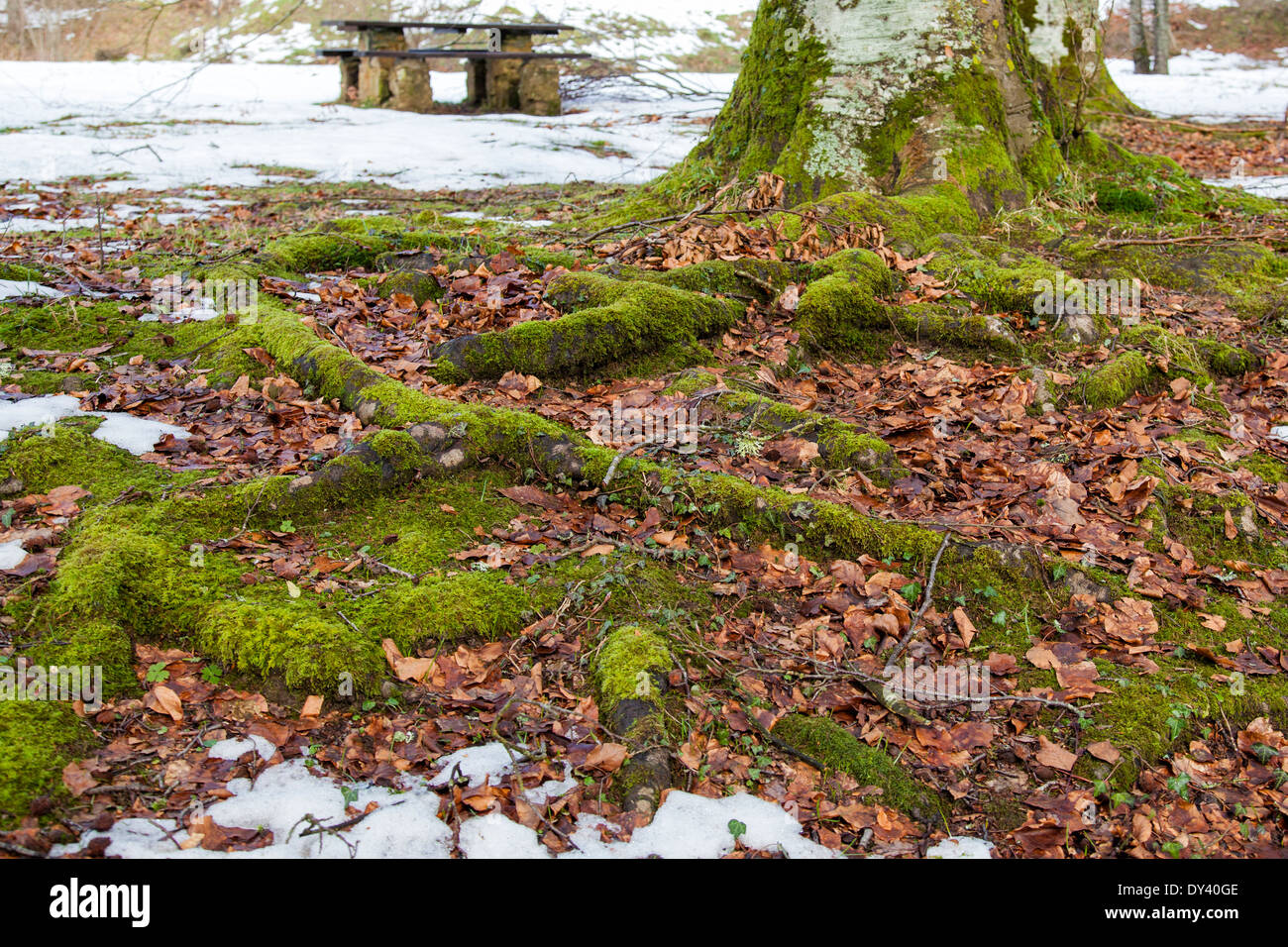 Tree roots snow hi-res stock photography and images - Alamy
