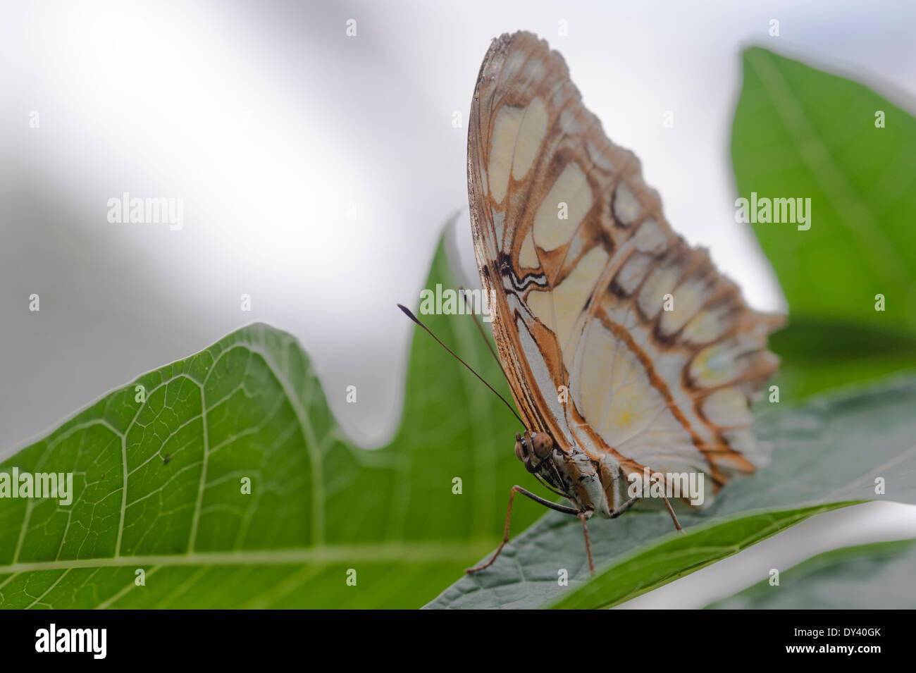 Der Malachitfalter (Siproeta stelenes), The Malachite Butterfly, Schmetterling, Stock Photo