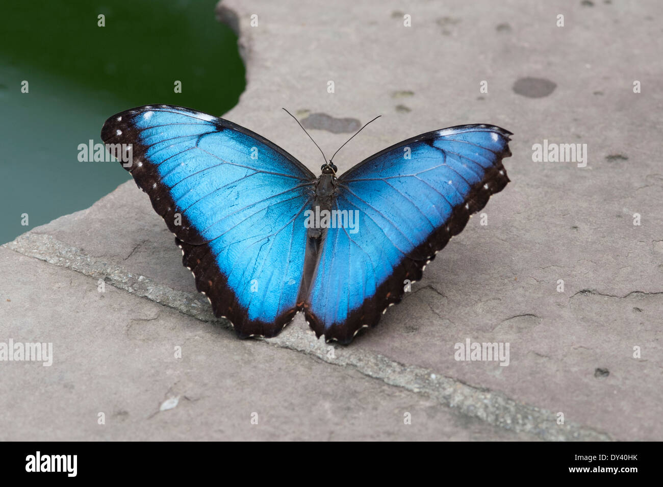 Der Blaue Morphofalter (Morpho peleides[), The Peleides Blue Morpho, Butterfly, Schmetterling, Stock Photo