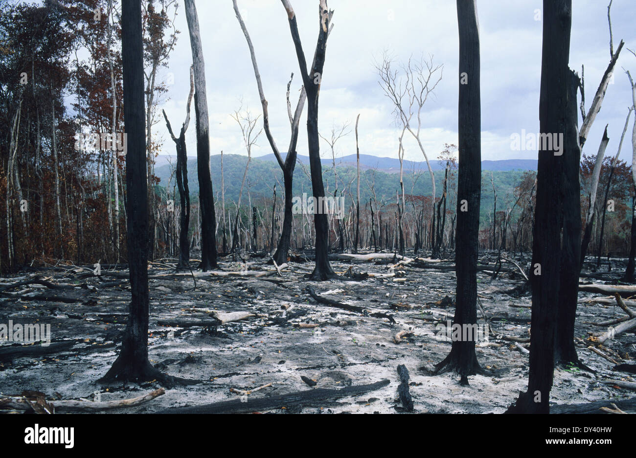 Burnt tropical rainforest, treestumps on fire, slash and burn