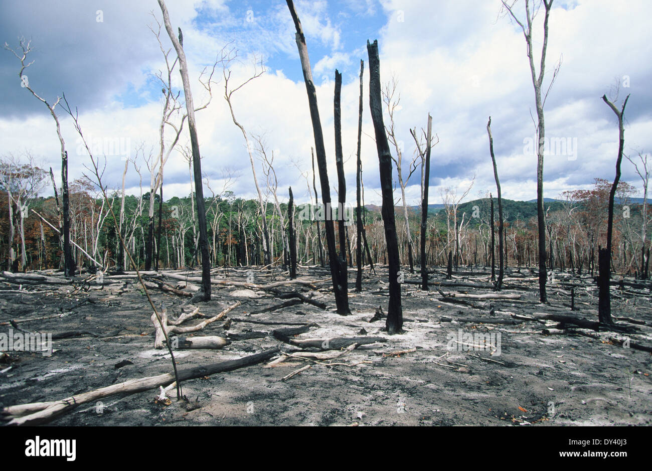 Burnt tropical rainforest, tree-stumps on fire, slash and burn ...