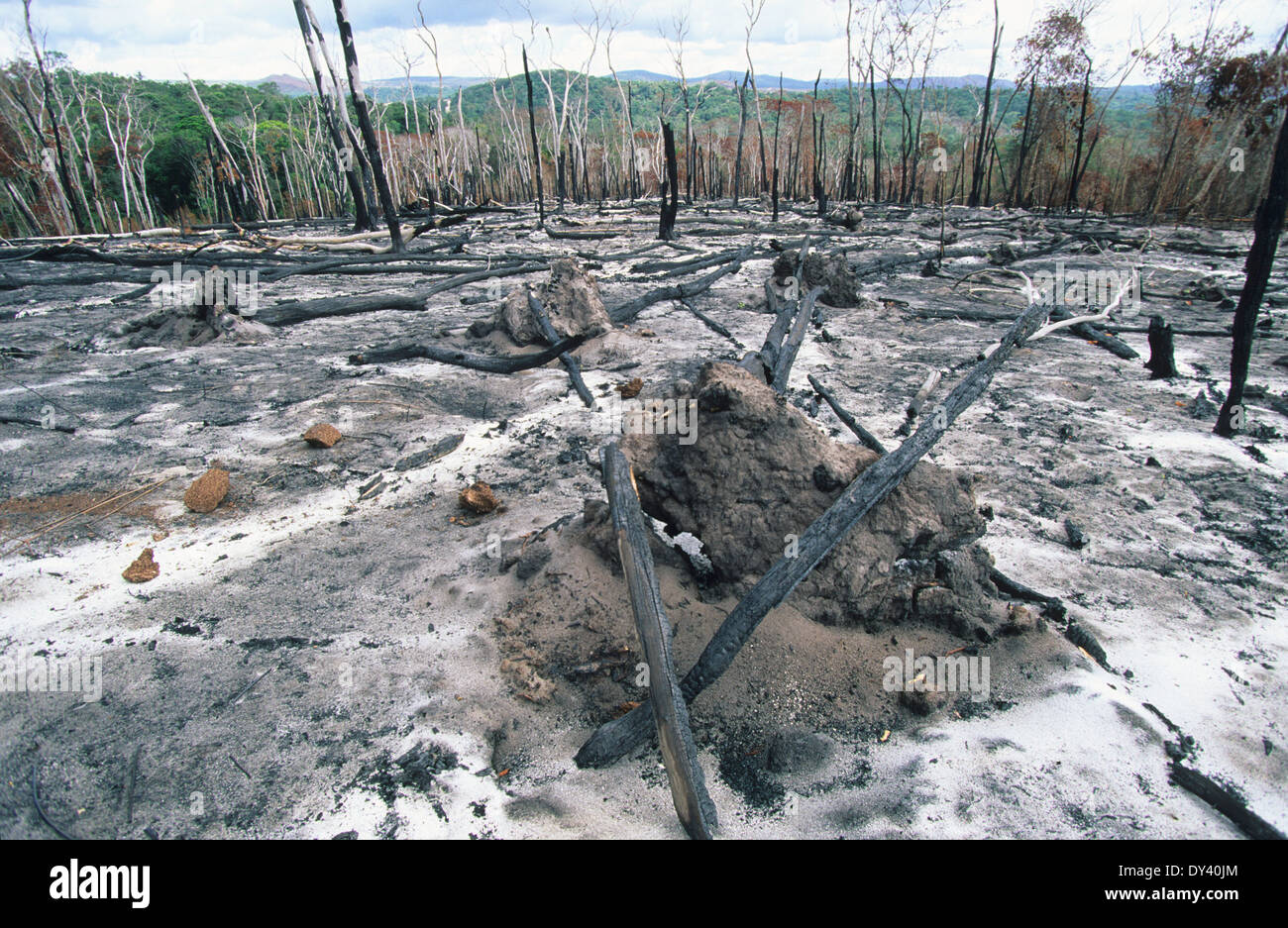 Burnt tropical rainforest, treestumps on fire, slash and burn Stock