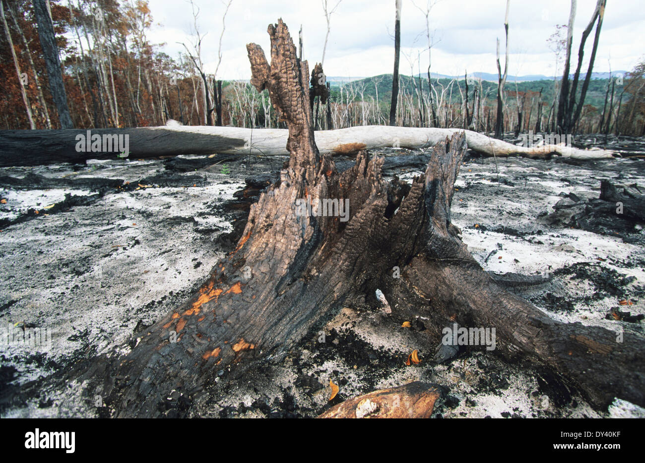 Burnt tropical rainforest, tree-stumps on fire, slash and burn ...