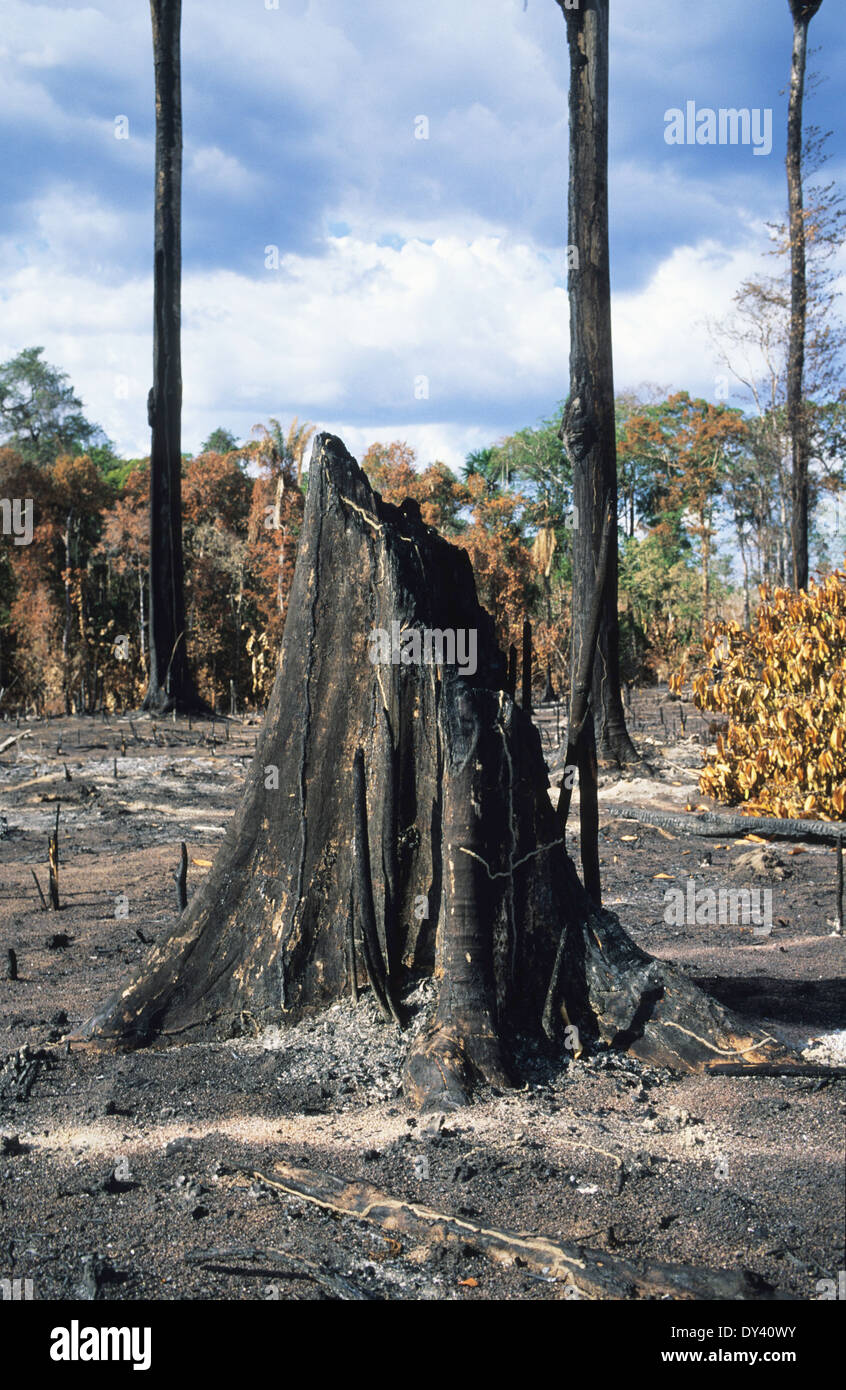 Burnt tropical rainforest, treestumps on fire, slash and burn