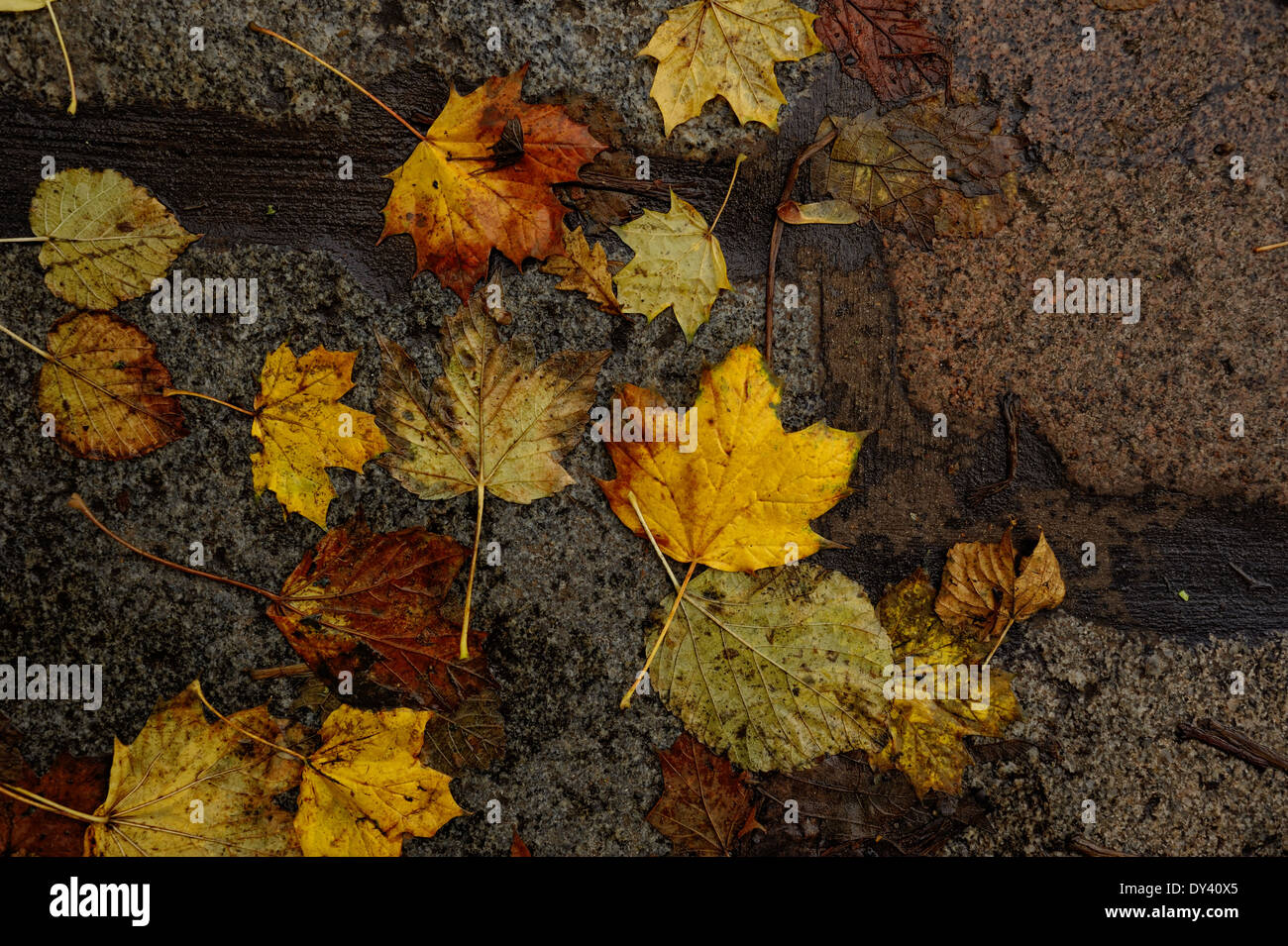 Autumn leaves on wet, gray, granite flagstones Stock Photo - Alamy