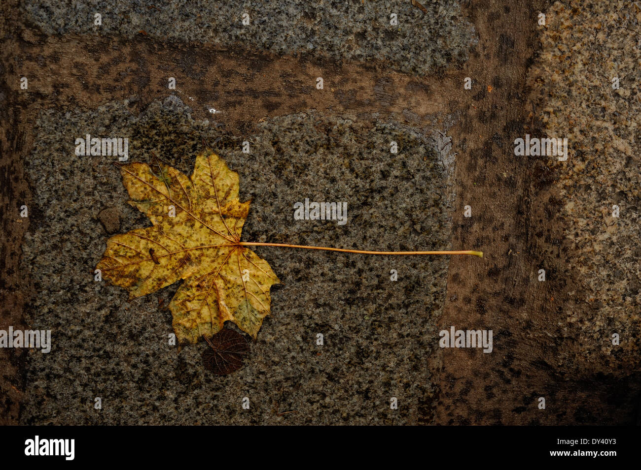 Autumn leaves on wet, gray, granite flagstones Stock Photo - Alamy