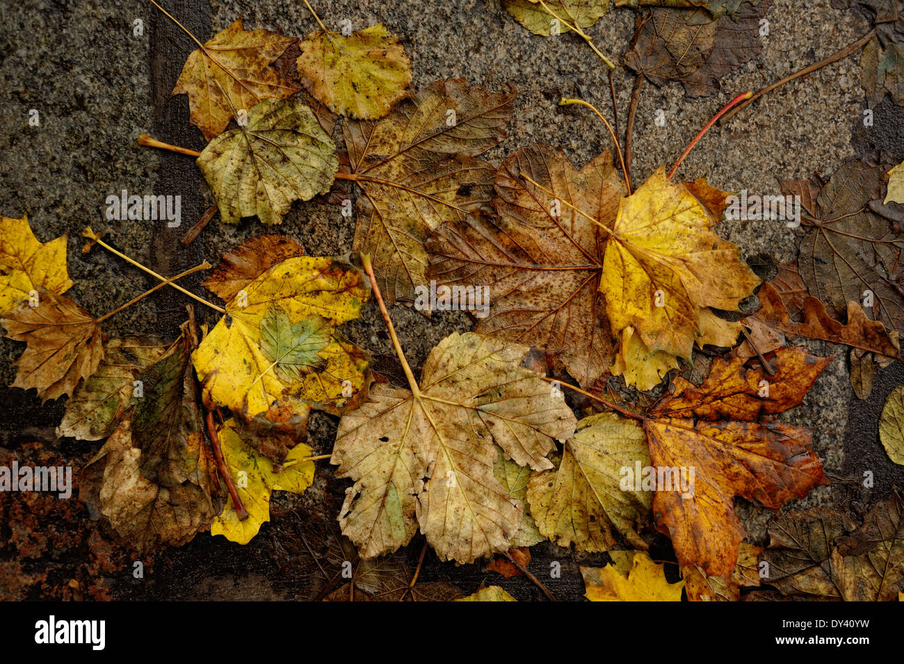 Autumn leaves on wet, gray, granite flagstones Stock Photo - Alamy