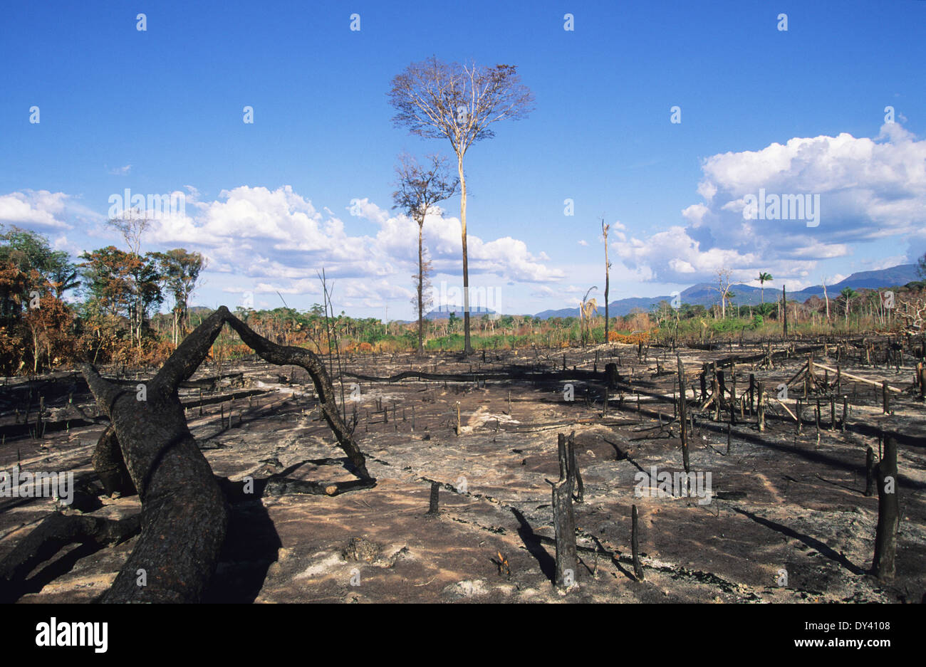 Burnt tropical rainforest, treestumps on fire, slash and burn