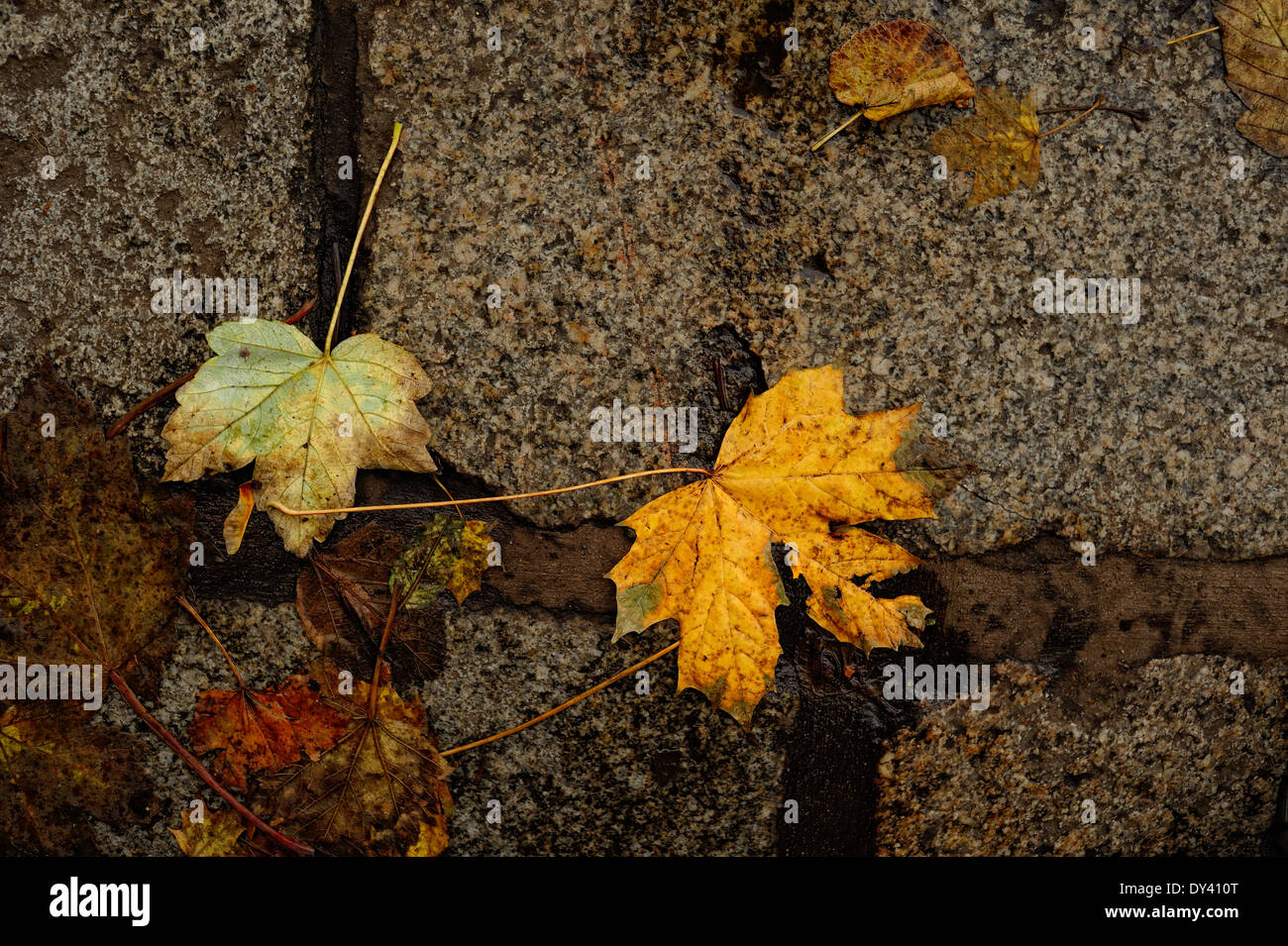 Autumn leaves on wet, gray, granite flagstones Stock Photo - Alamy