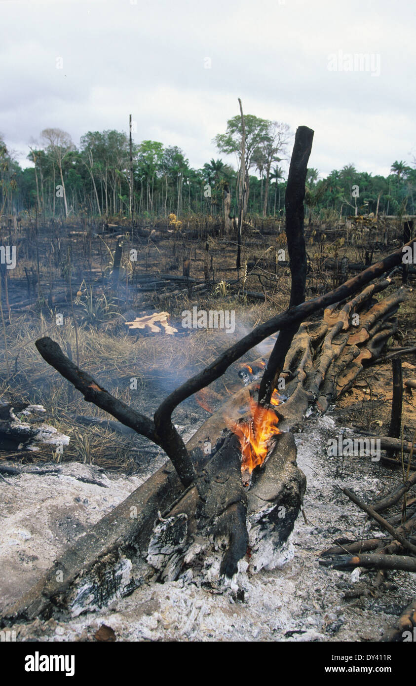 Burnt tropical rainforest, treestumps on fire, slash and burn