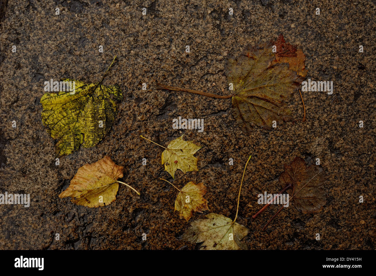 Autumn leaves on wet, gray, granite flagstones Stock Photo - Alamy