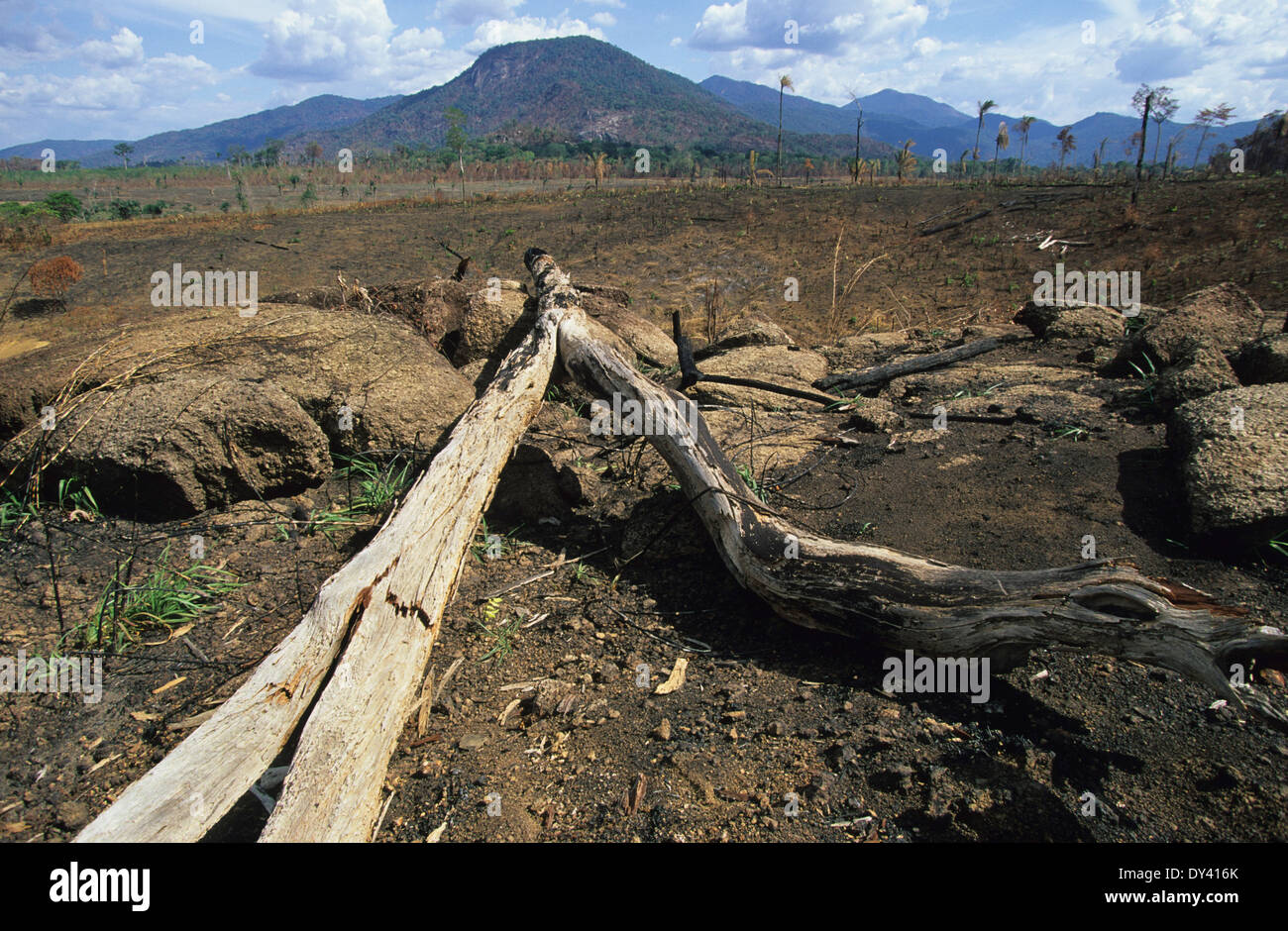 Burnt tropical rainforest, treestumps on fire, slash and burn