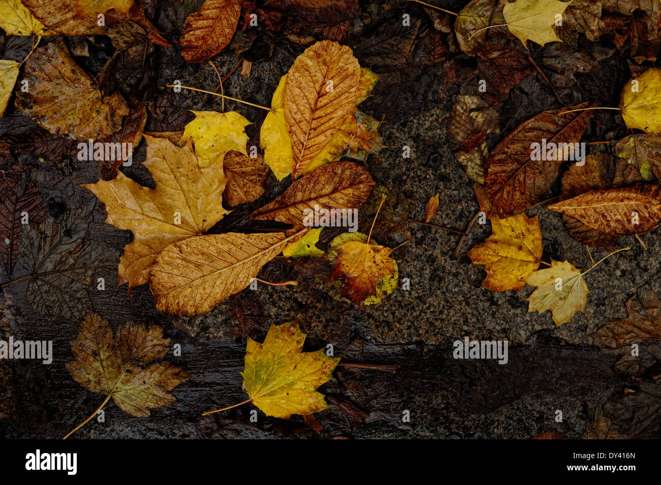 Autumn leaves on wet, gray, granite flagstones Stock Photo - Alamy