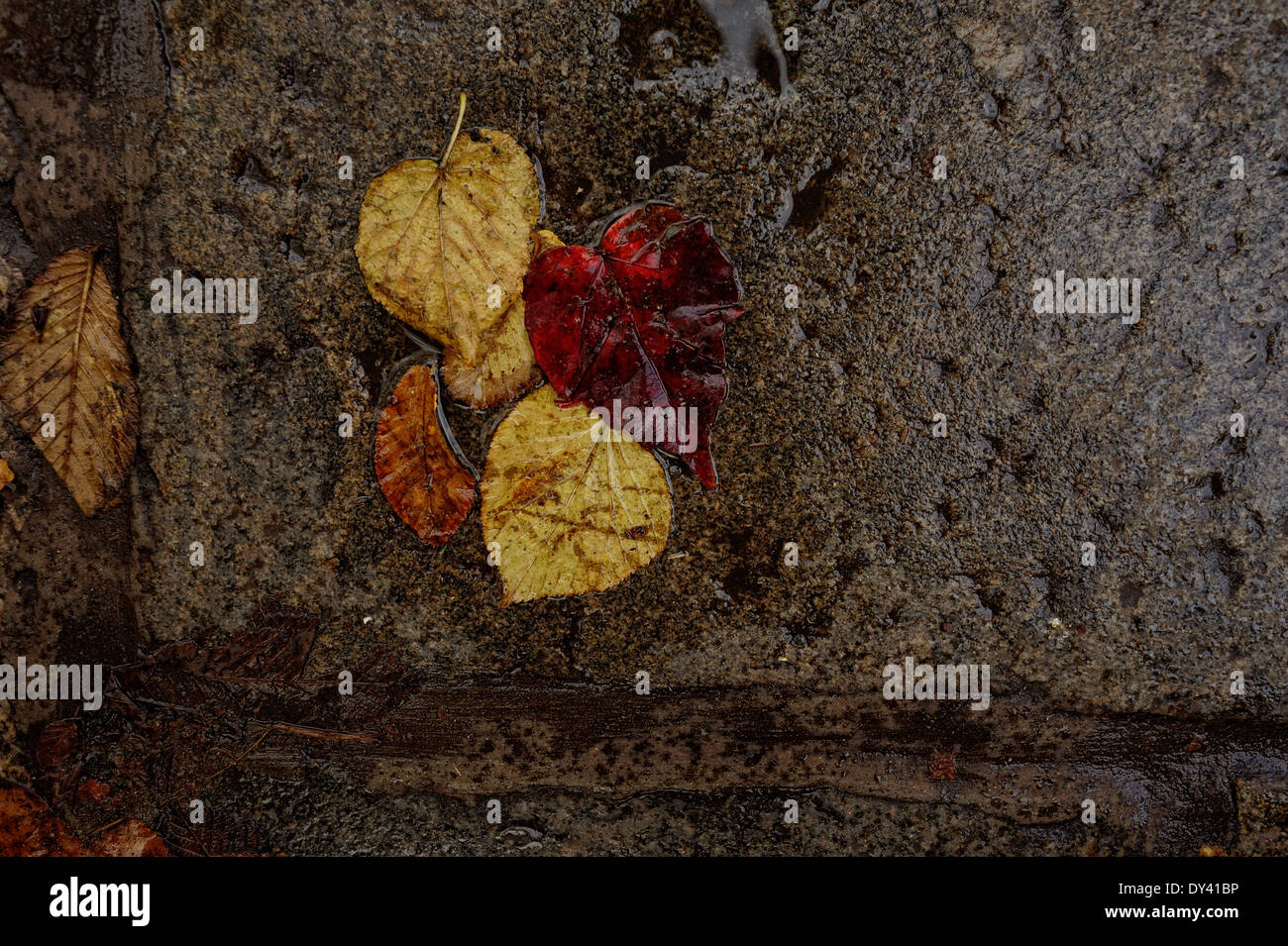 Autumn leaves on wet, gray, granite flagstones Stock Photo - Alamy