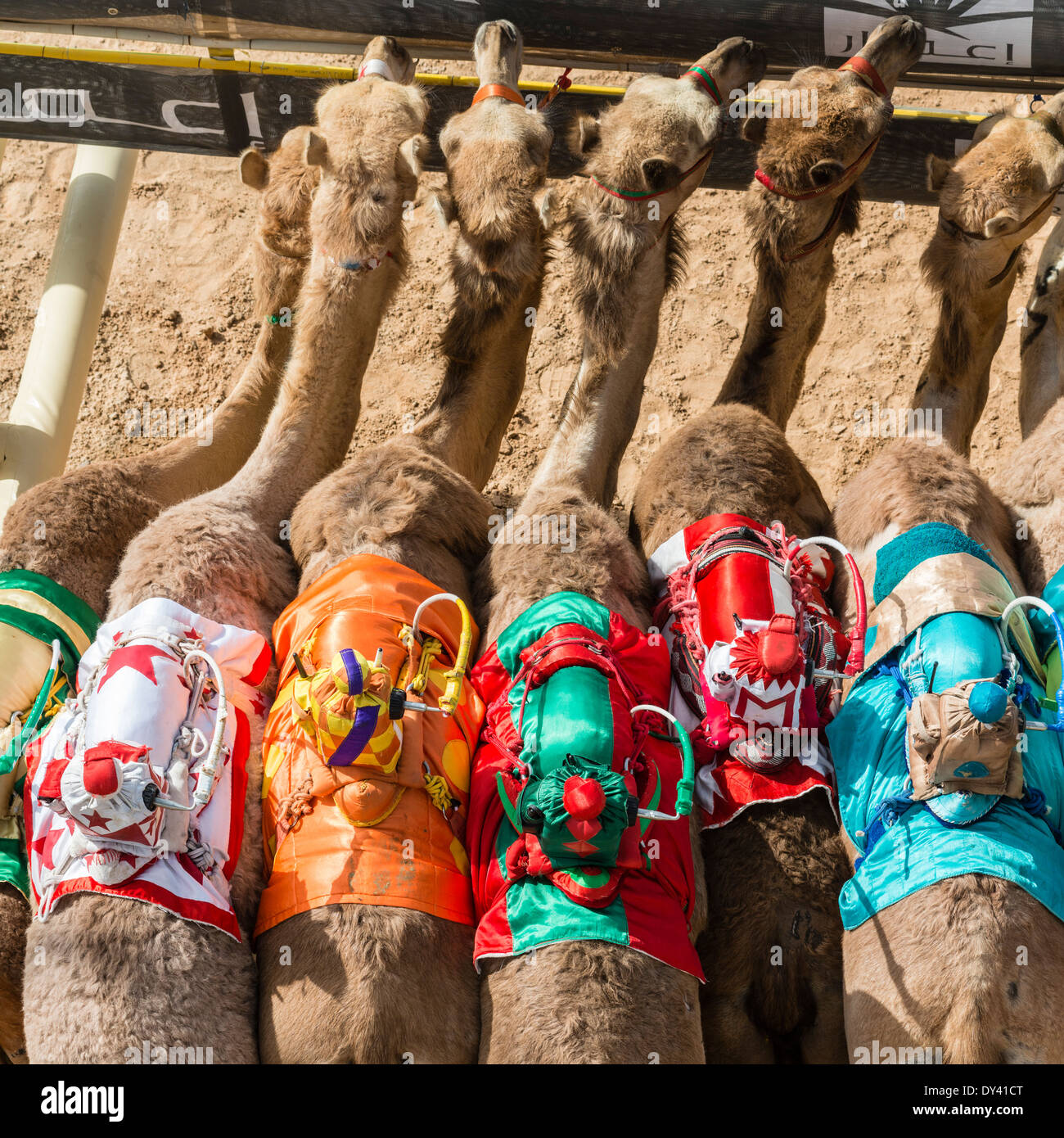 starting gate at camel racing festival at Al Marmoum camel racing racetrack in Dubai United Arab Emirates Stock Photo