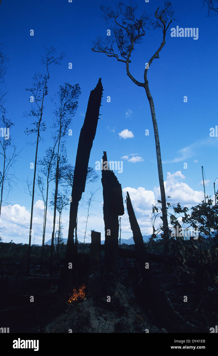 Burnt tropical rainforest, treestumps on fire, slash and burn
