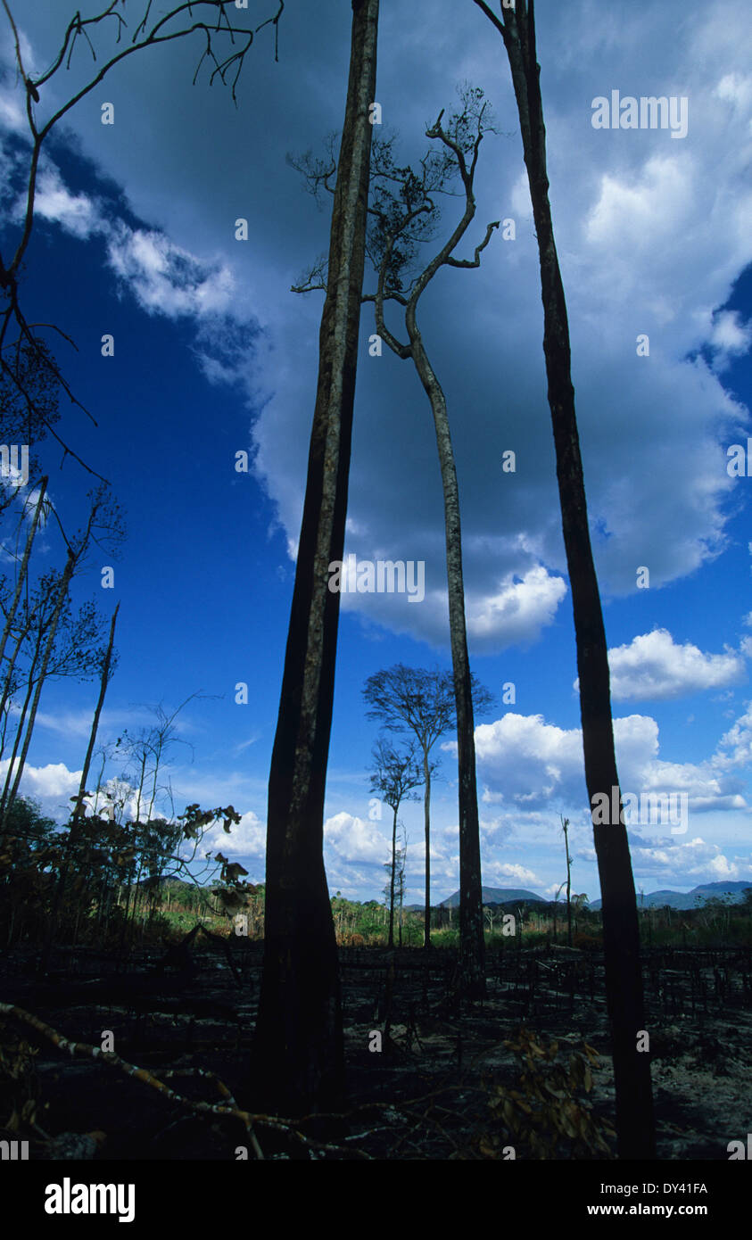 Burnt tropical rainforest, treestumps on fire, slash and burn