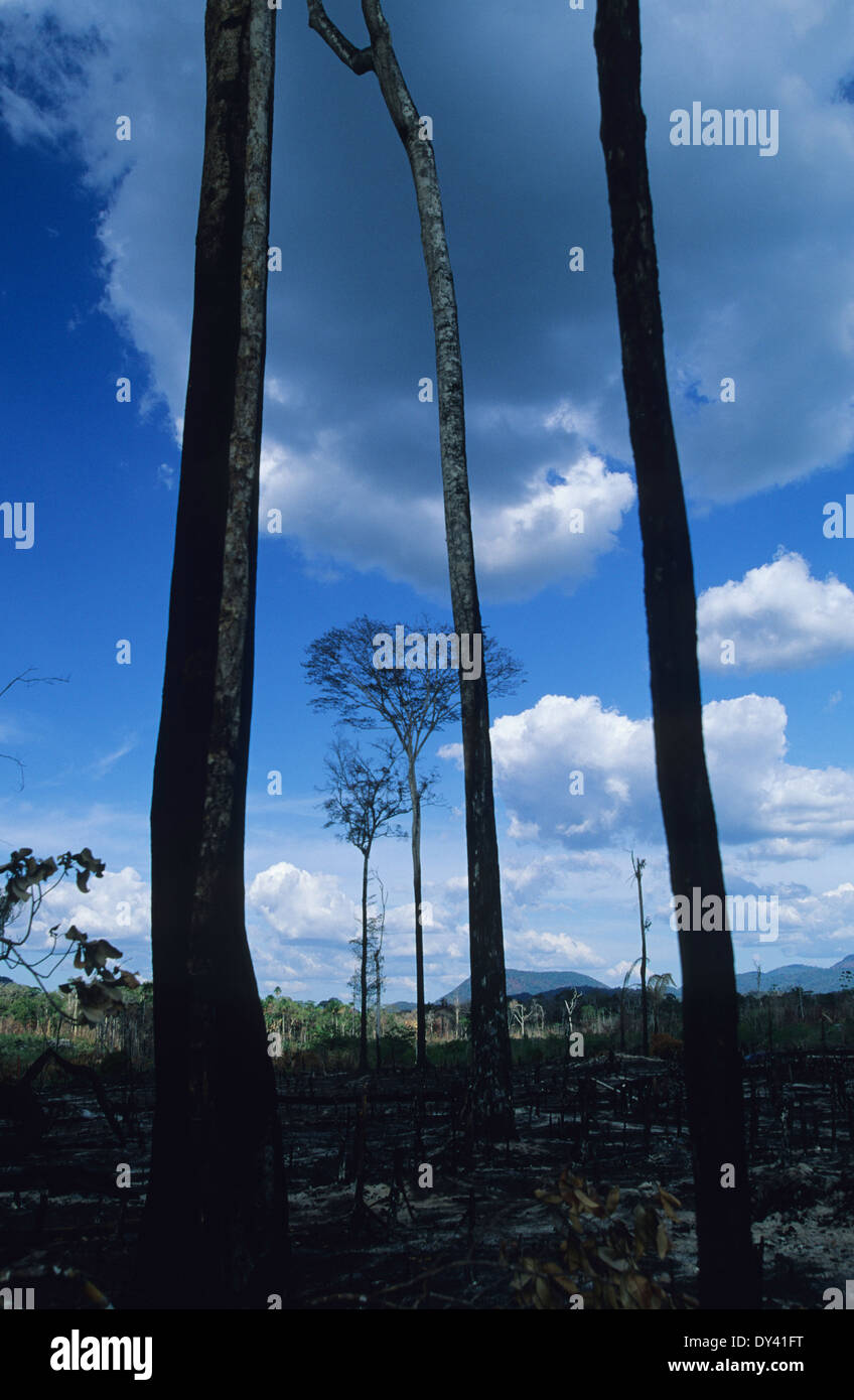 Burnt tropical rainforest, treestumps on fire, slash and burn