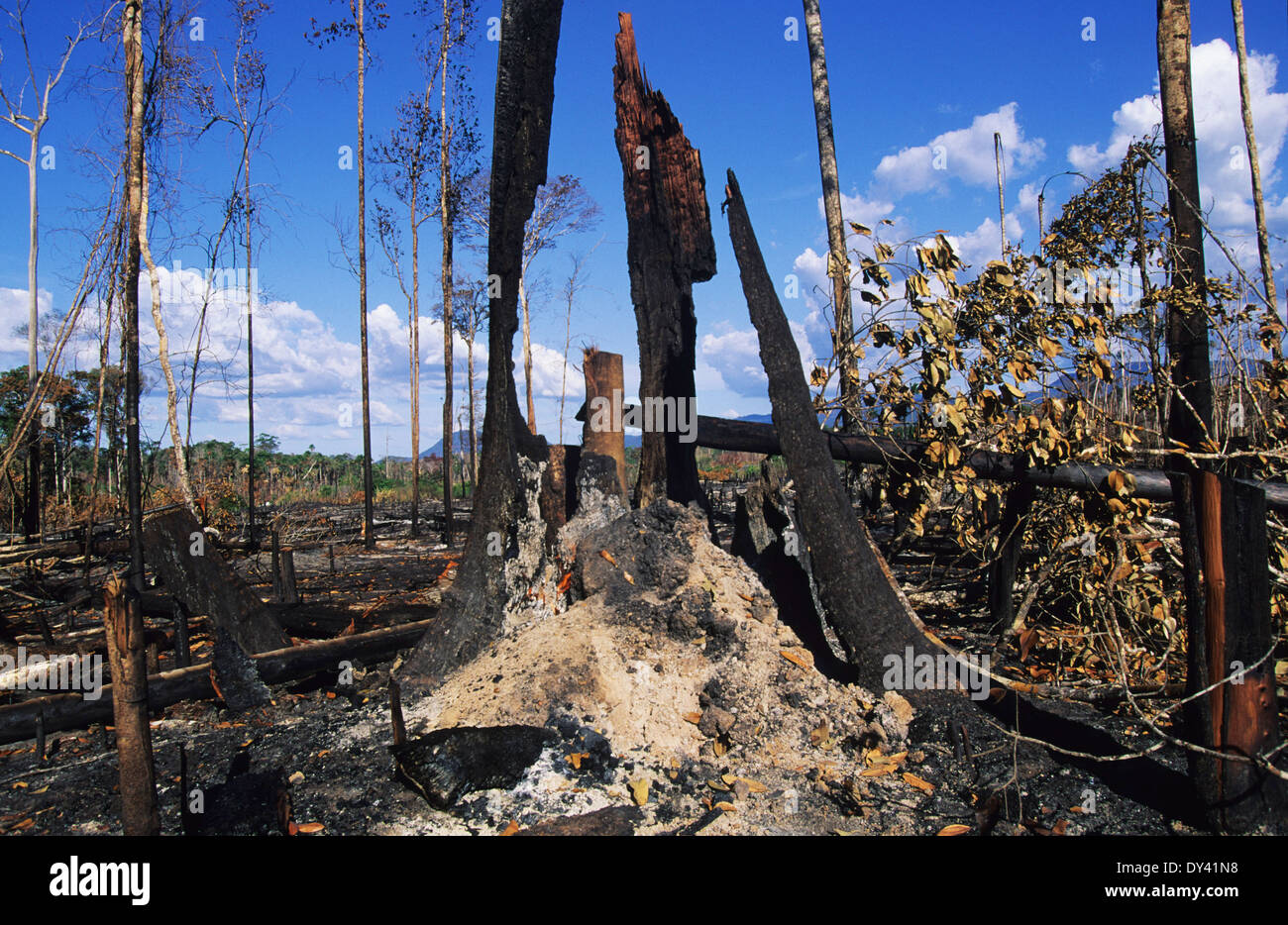 Burnt tropical rainforest, tree-stumps on fire, slash and burn ...