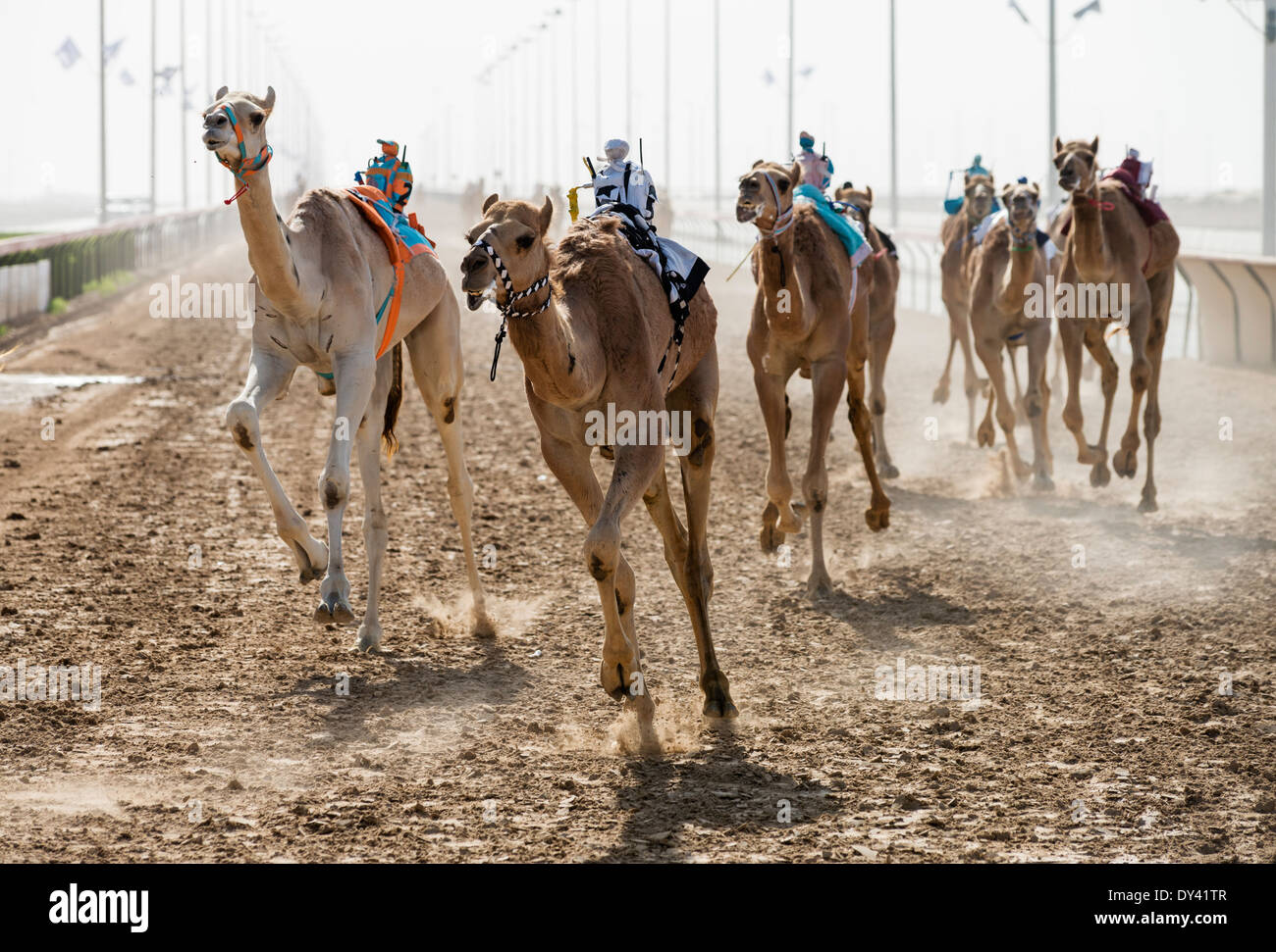 Camels racing at camel racing festival at Al Marmoum camel racing racetrack in Dubai United Arab Emirates Stock Photo