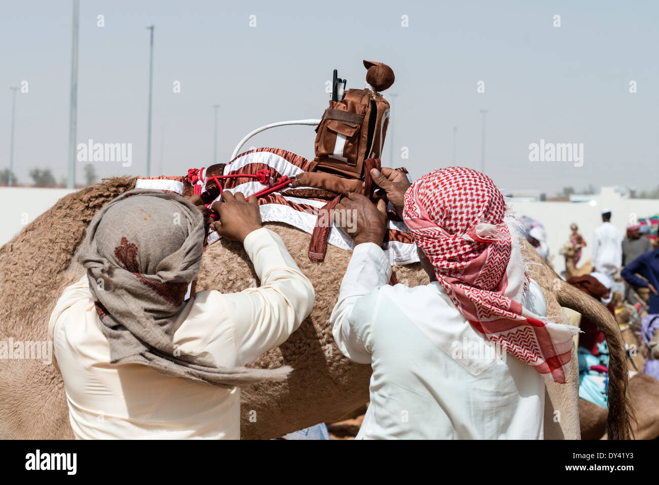 attaching remote control robot jockey to camel at Al Marmoum camel racing racetrack Dubai United Arab Emirates Stock Photo