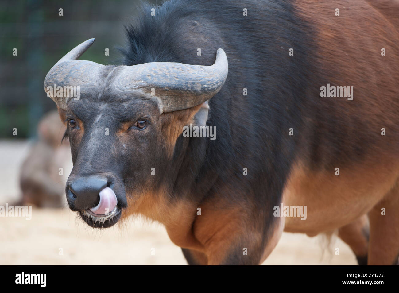 Der Rotbüffel, African forest buffalo (Syncerus caffer nanus) Stock Photo