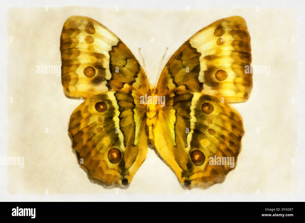 butterfly (Latin Stichophthalma) - genus of butterflies of the family Nymphalidae , Stichophthalma louisa ,1877,watercolor, Stock Photo