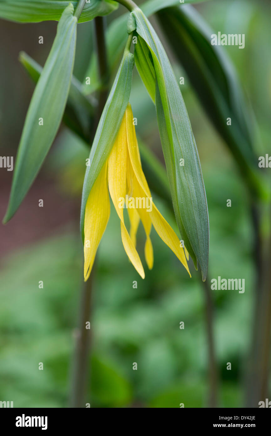 Uvularia grandiflora. Large flowered Bellwort or Merrybells Stock Photo