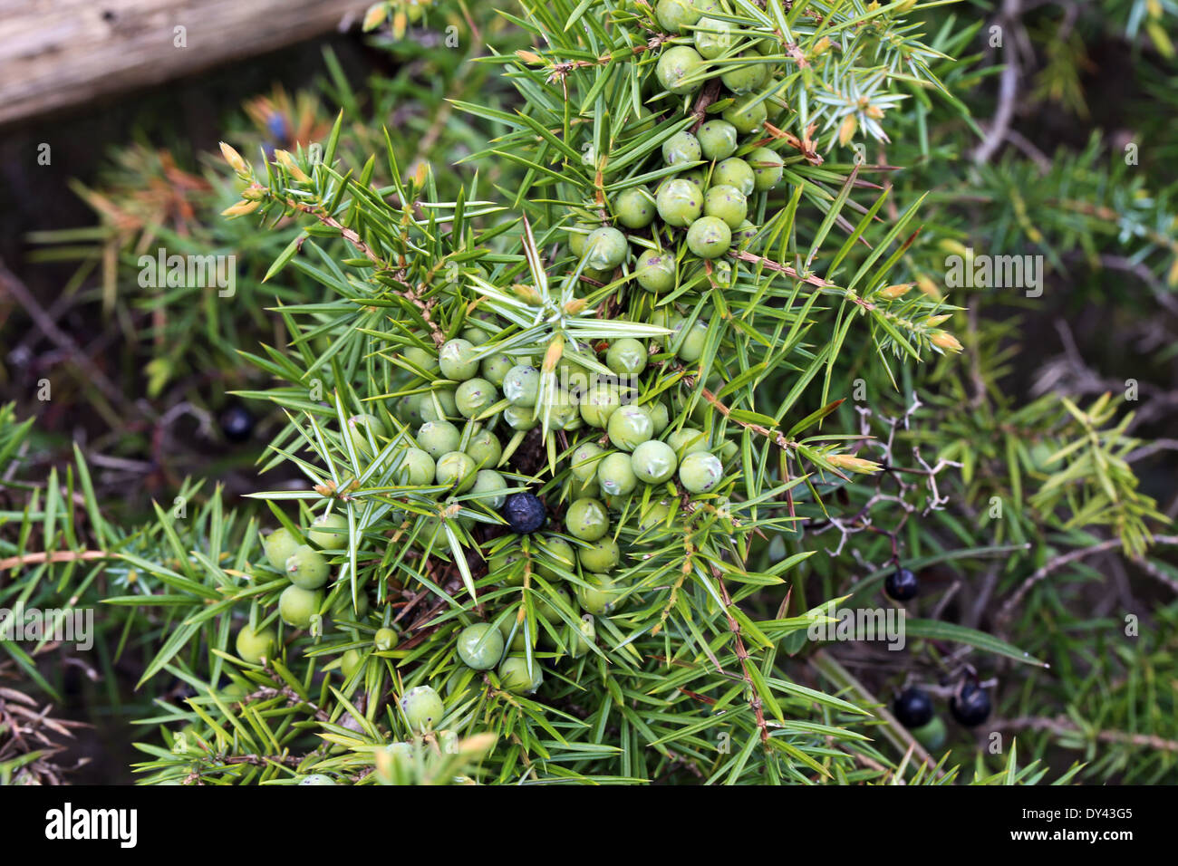 Juniperus communis with green berries Stock Photo