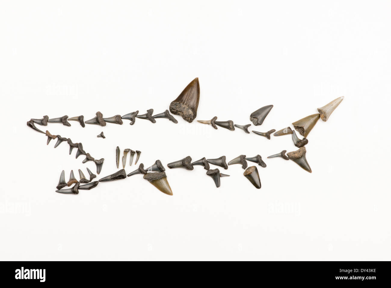 image of a shark made from fossil shark teeth Stock Photo