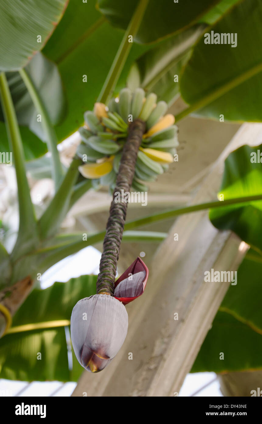 Banana Plant at The Royal Botanical Gardens, Kew, Richmond, London UK