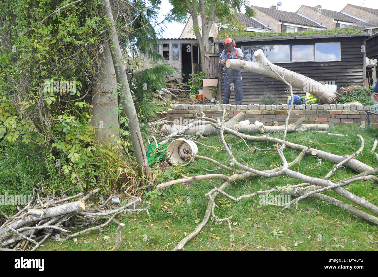 Man uses chainsaw in garden on fallen tree Stock Photo