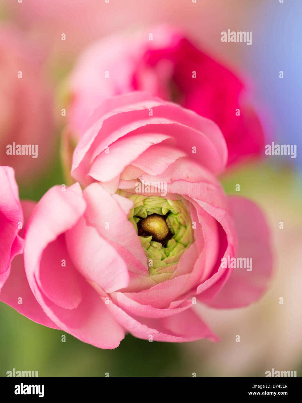 Close up of a pink ranunculus flower Stock Photo