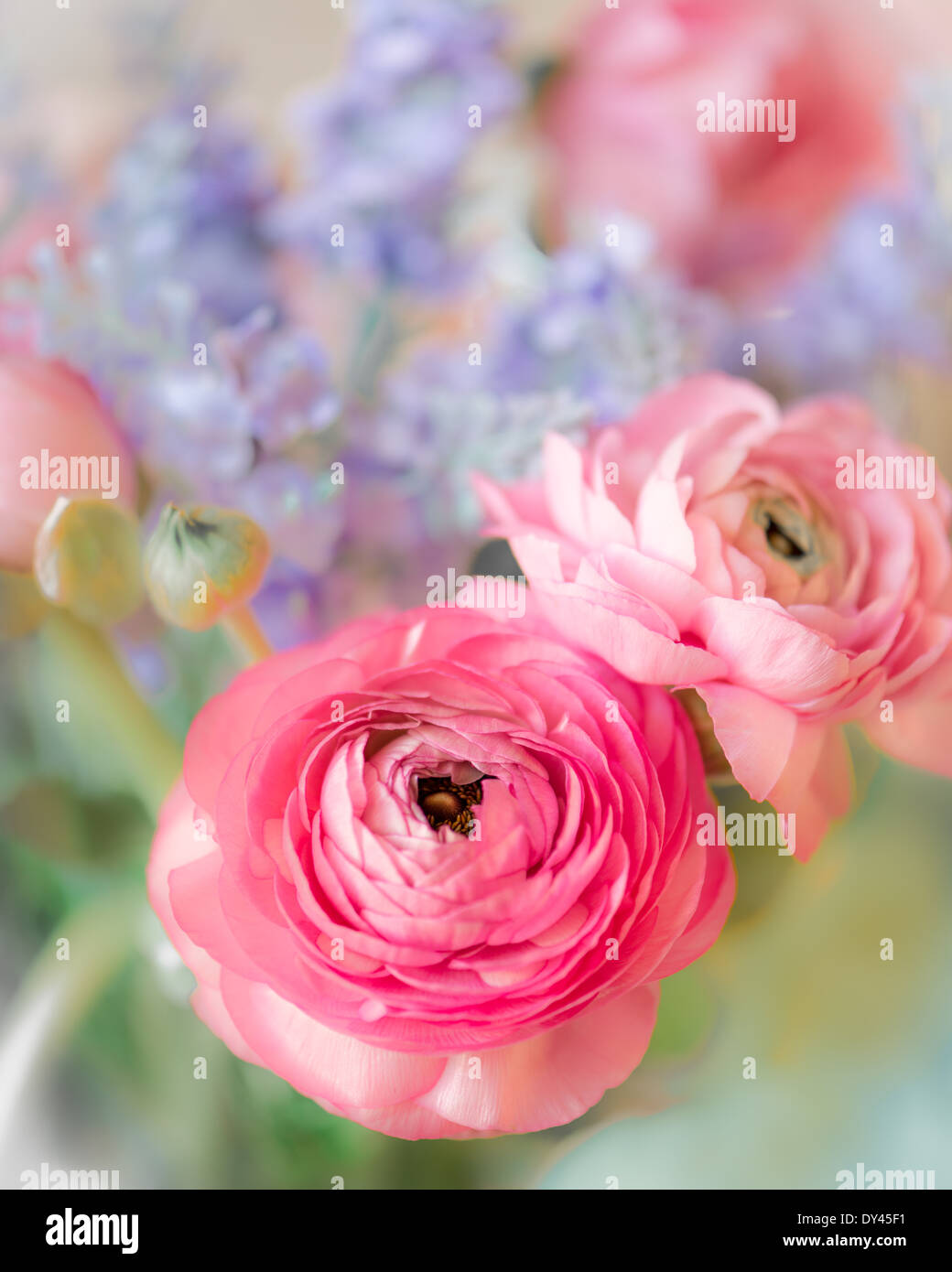 Pink Ranunculus with lavender flowers in the background Stock Photo