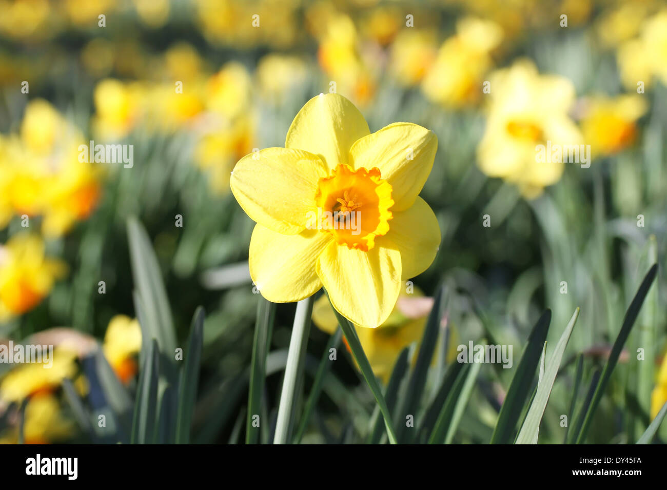 Outdoor shot of yellow daffodils in a nicely full flowerbed Stock Photo