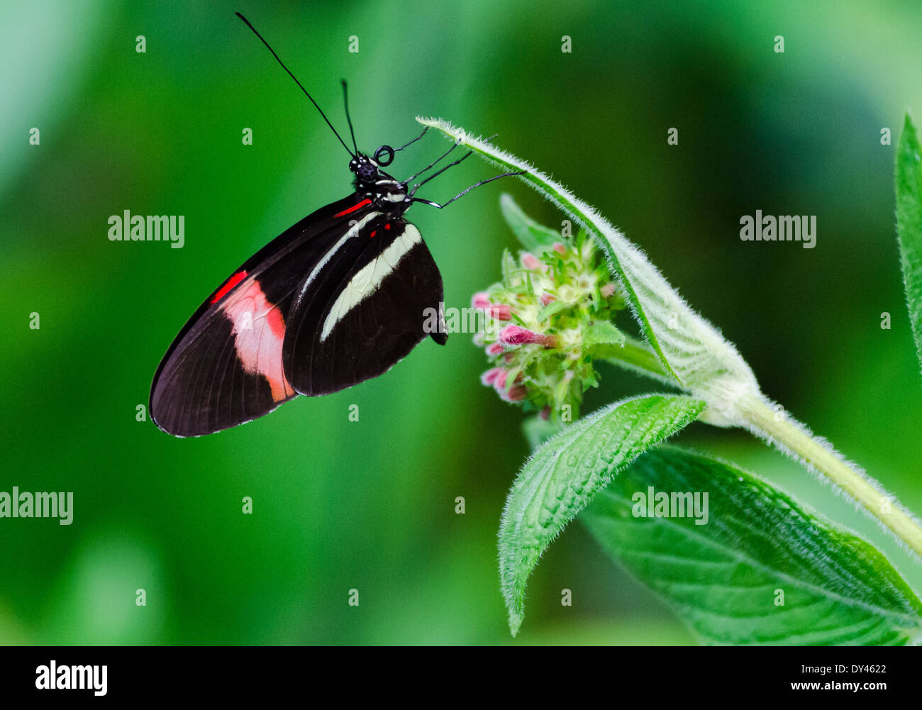 A butterfly on a green leaf. Monteverde, Costa Rica. Stock Photo