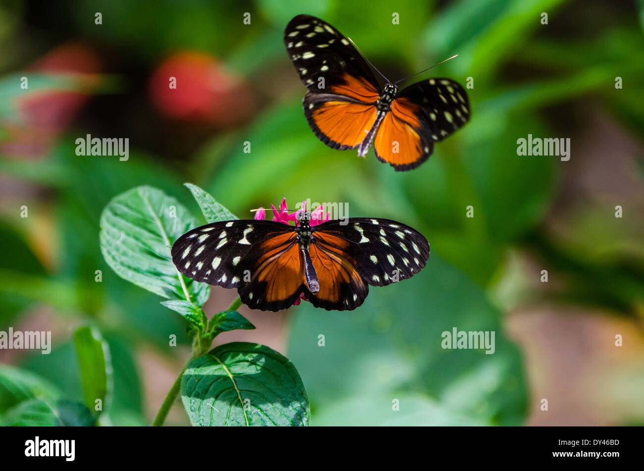 A pair of Hecale Longwing butterflies (Heliconius hecale) dancing around red flowers. Monteverde, Costa Rica. Stock Photo