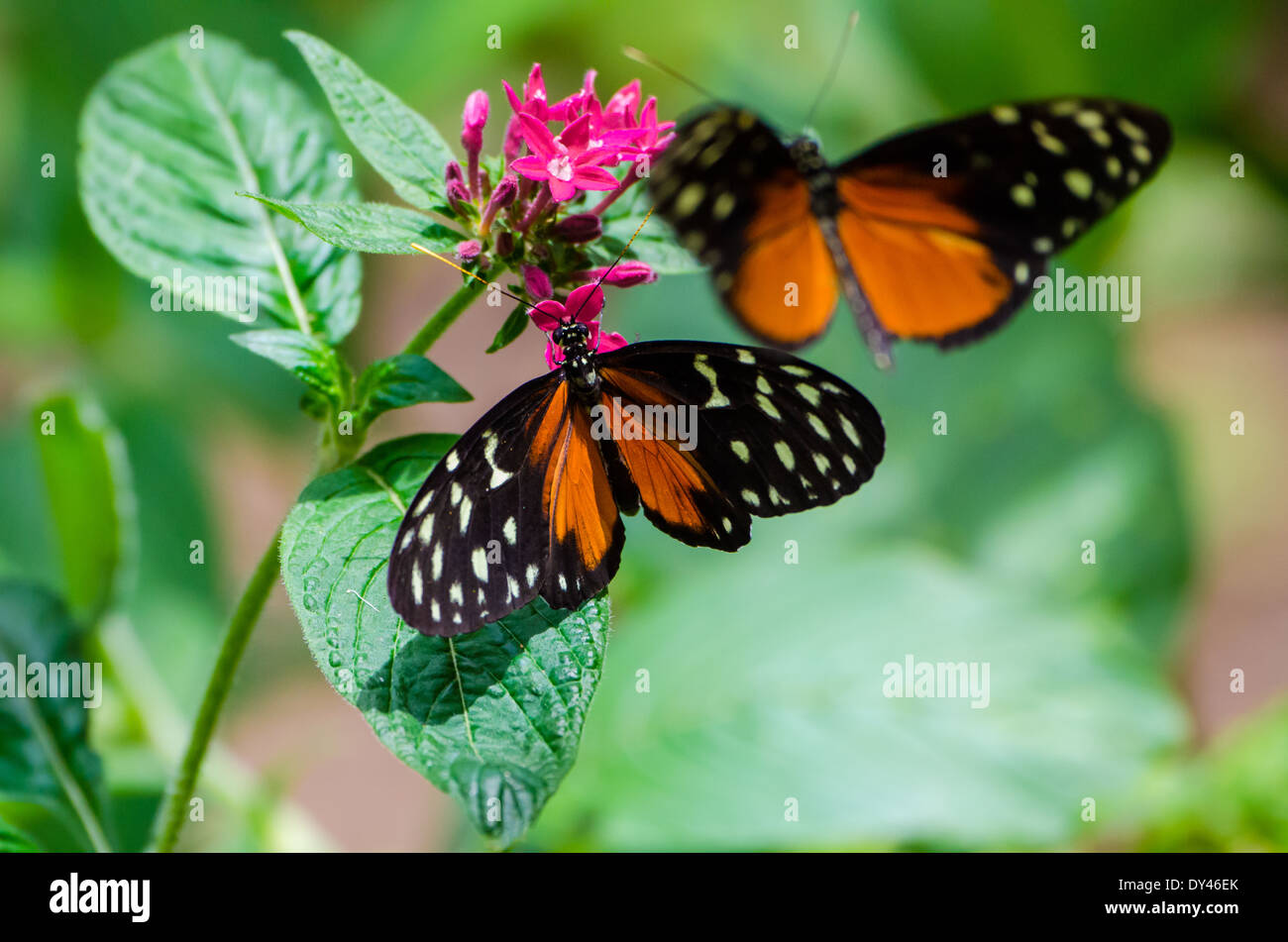A pair of Hecale Longwing butterflies (Heliconius hecale) dancing around red flowers. Monteverde, Costa Rica. Stock Photo