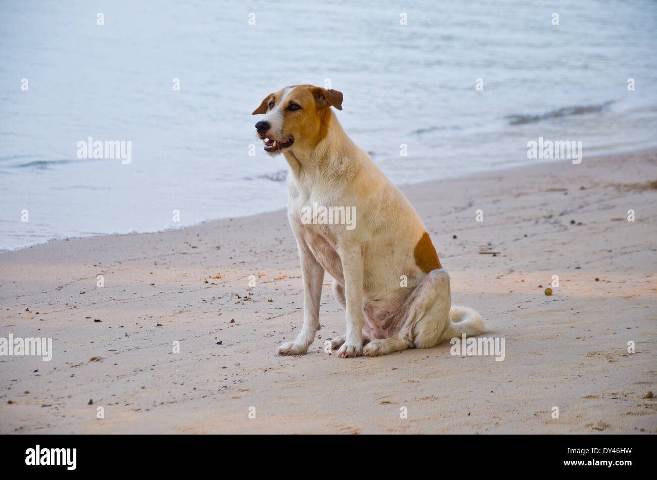 dog relax on the beach Stock Photo Alamy