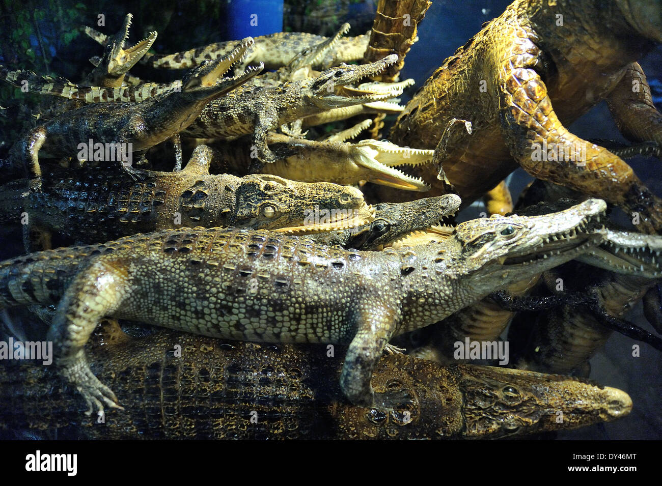 Crocodile farms hi-res stock photography and images - Alamy