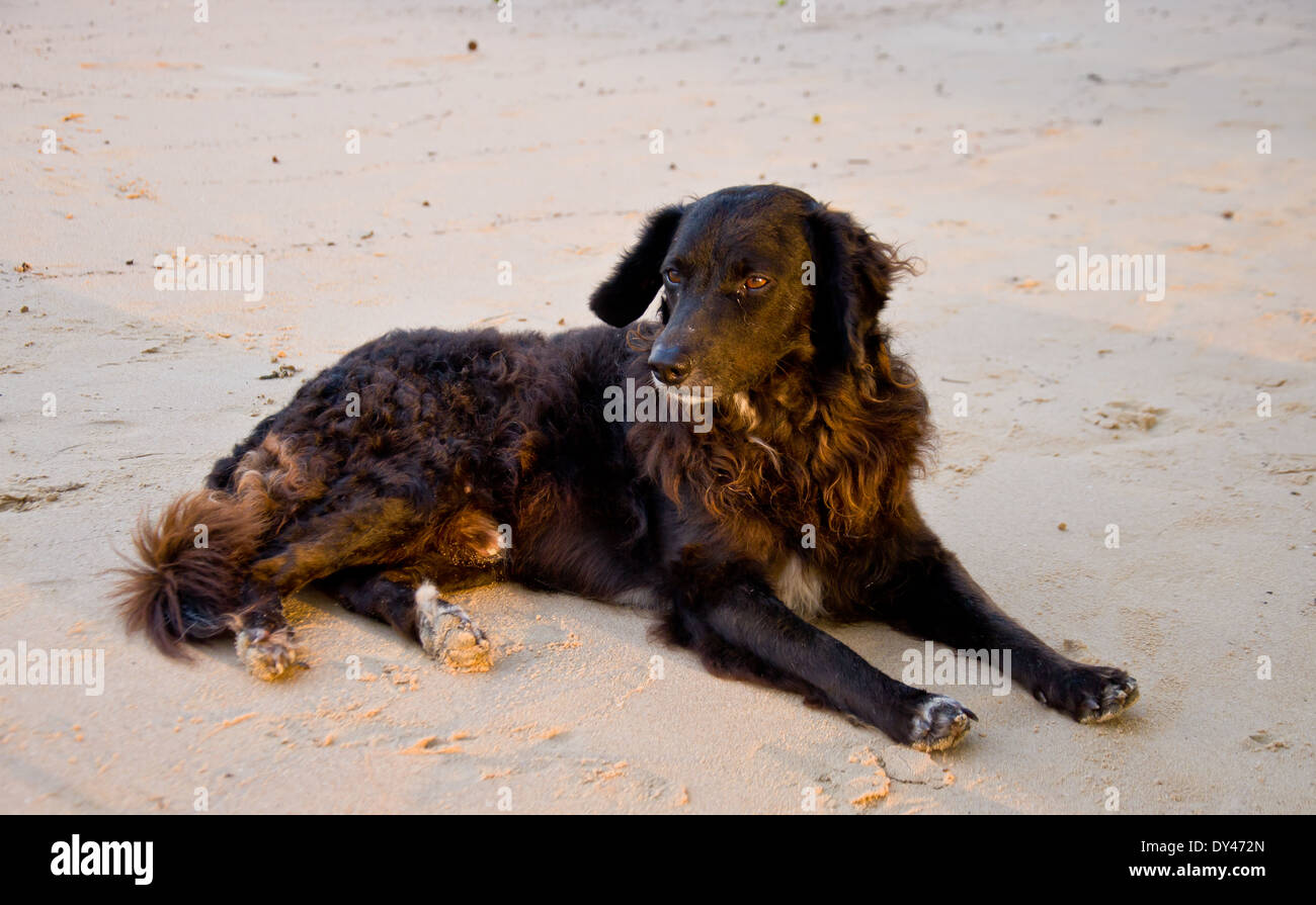 dog relax on the beach Stock Photo Alamy