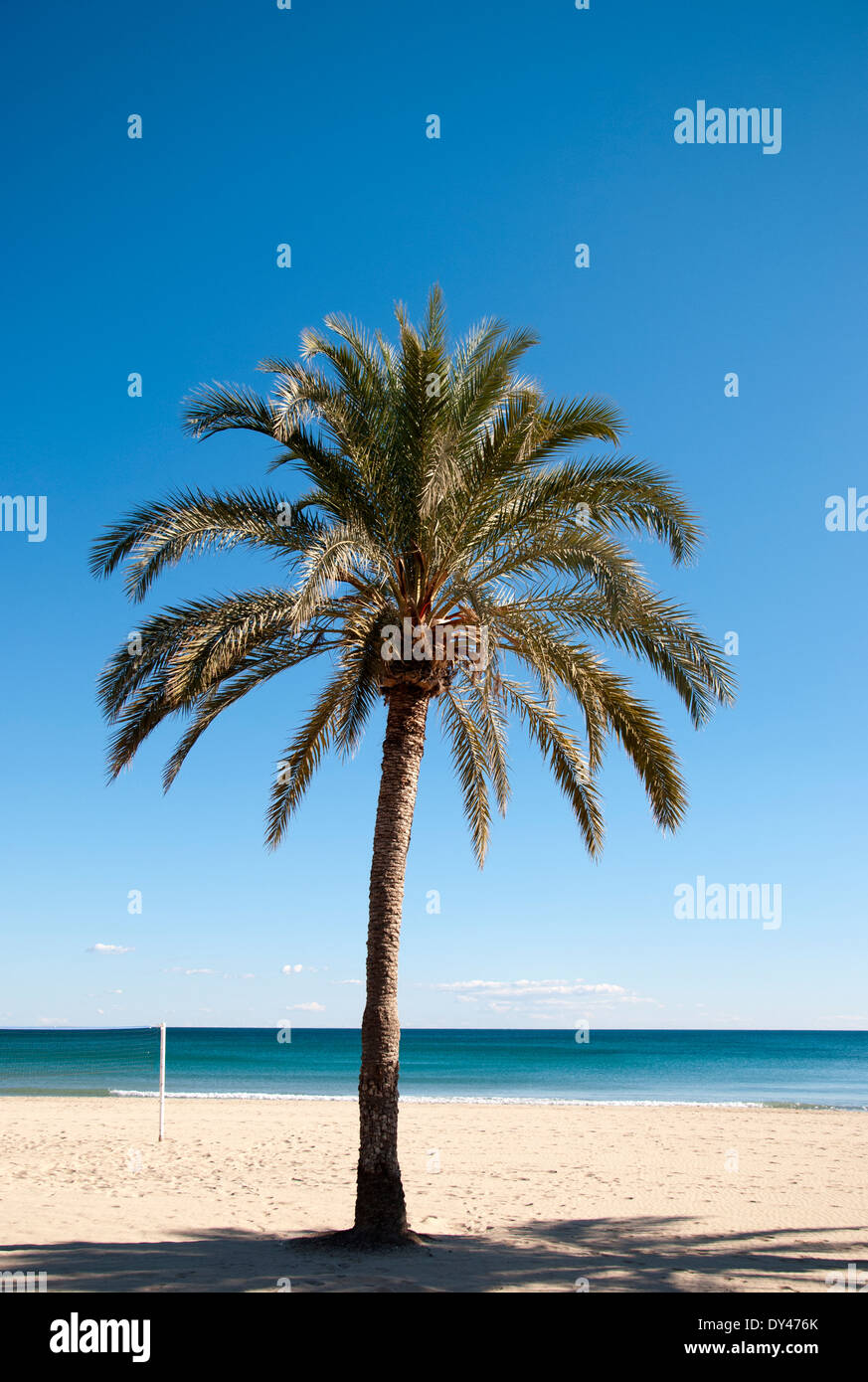 Palm tree on beach on a beautiful day Stock Photo