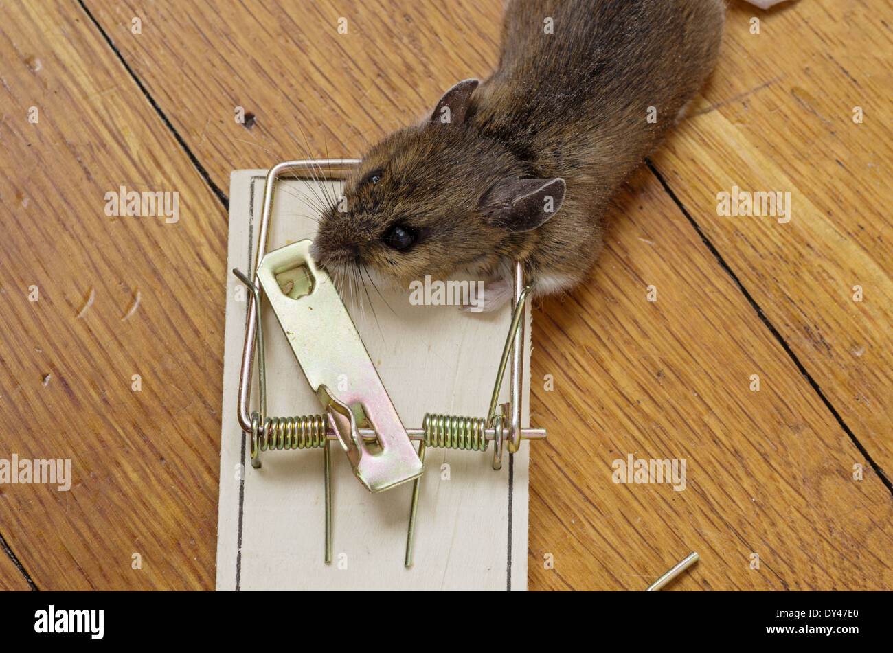 mousetrap with dead mouse on a wooden floor Stock Photo