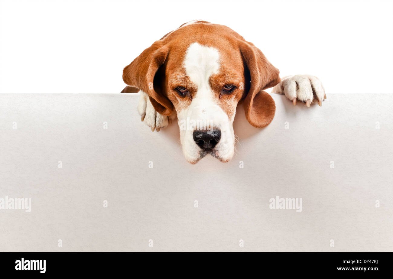 cute beagle isolated on a white background Stock Photo - Alamy