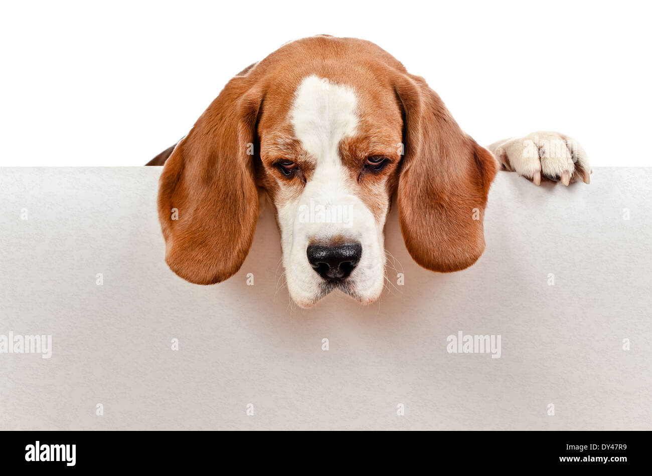 cute beagle isolated on a white background Stock Photo - Alamy